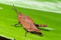 GRASSHOPPER (Reddish Brown)